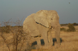 15032_etosha_namibia