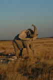 15037_etosha_namibia