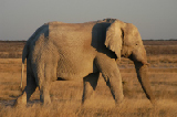 15044_etosha_namibia