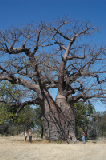 15074_baobabtree_namibia